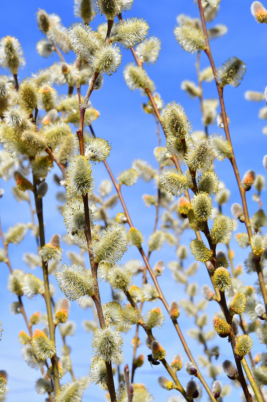 spring, barka, bloom, wood, nature, branch, green, flower, happiness HD wallpaper