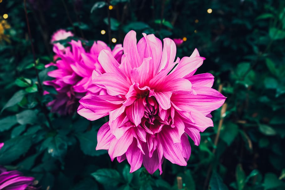 singapore, flowers, wallpaper, wallpapers, garden, comfortable green HD wallpaper
