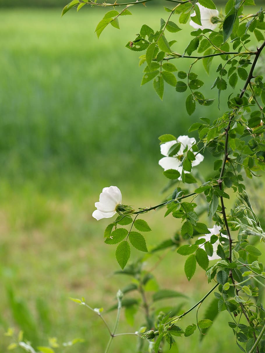 wild rose, white, roses, plant, growth, plant part, leaf, beauty in nature HD wallpaper