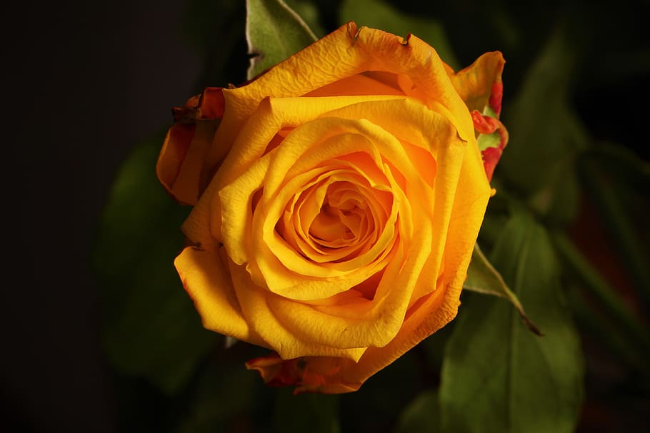 yellow rose photography, flower, flowering plant, beauty in nature HD wallpaper
