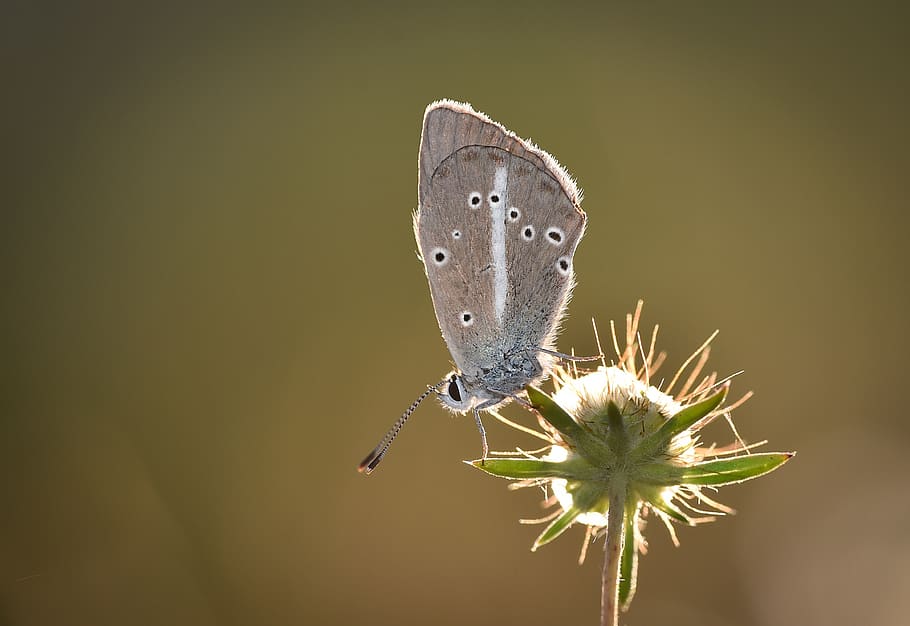 garden, spring, insect, nature, macro, flora, bahçe, soft ptr HD wallpaper