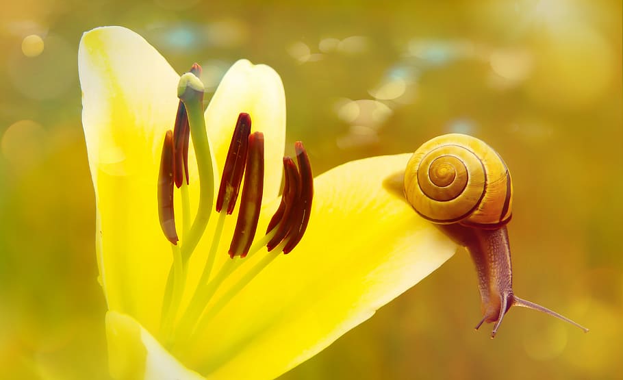 flower, plant, flowering plant, close-up, fragility, vulnerability HD wallpaper