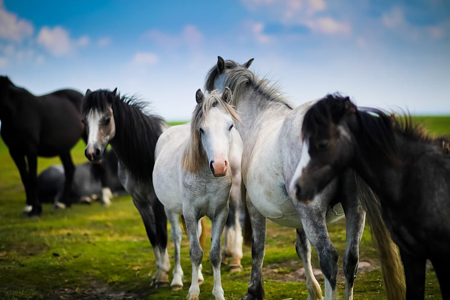 animals, equine, farm, field, grass, horse, livestock, mane HD wallpaper