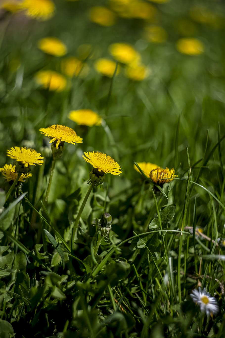 germany, gesees, wild, warm, tulip, swirly, swirley, spring HD wallpaper