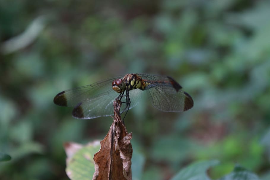 dragonfly, insects, nature, macro, wing, twig, affix, invertebrate HD wallpaper