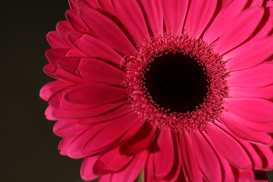 flower, gerbera, blossom, pink, flora, petals, romantic, flowering plant HD wallpaper