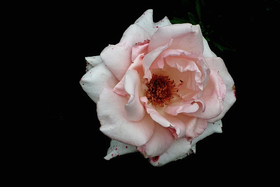 flower, rose, pink, garden, the smell of, petal, macro, black background HD wallpaper