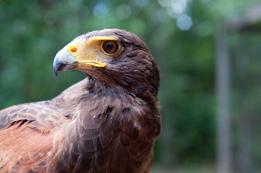 united states, raymond, hawk, falcon, bird, wildlife, animal HD wallpaper