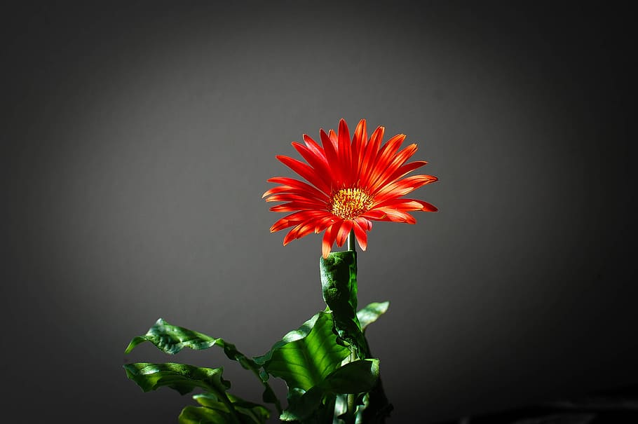 Closeup Photo of Red Petaled Flower in Black Background, bloom HD wallpaper