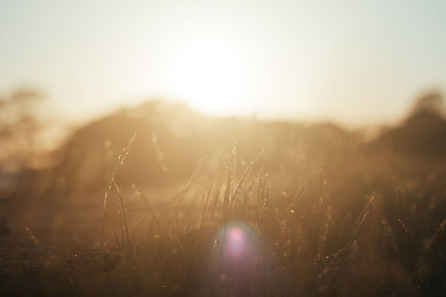 sunrise, grass, dreamy, sky, sunlight, nature, plant, no people HD wallpaper