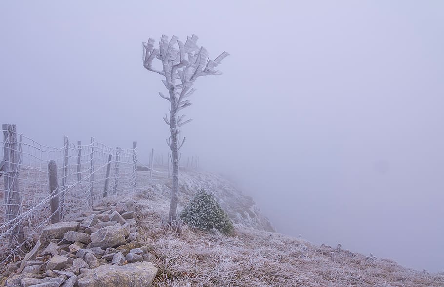 frost, fog, tree, hoarfrost, cold, frozen, raufrost, ice, icy HD wallpaper