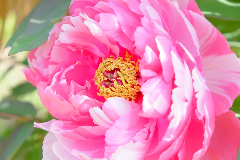 peony, pink, pollen, petal, blooming, flowering plant, pink color HD wallpaper