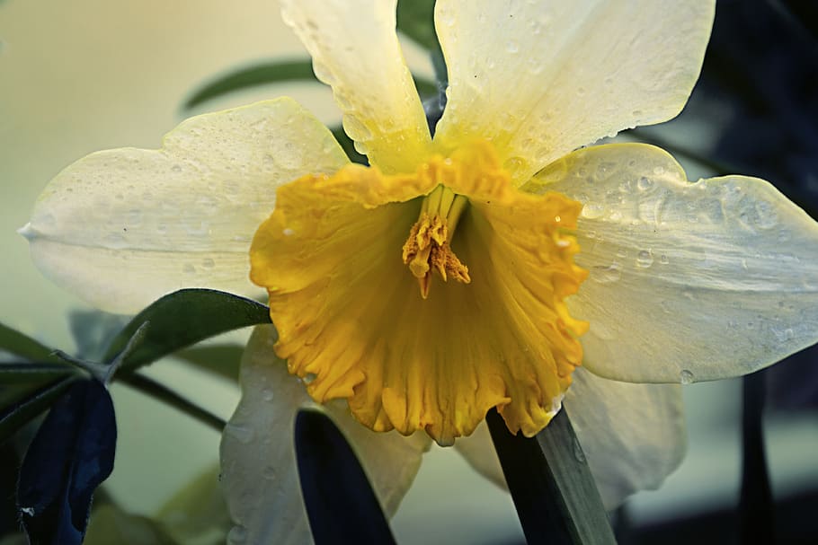 narcissus, yellow, white, spring, flower, blossom, bloom, garden HD wallpaper