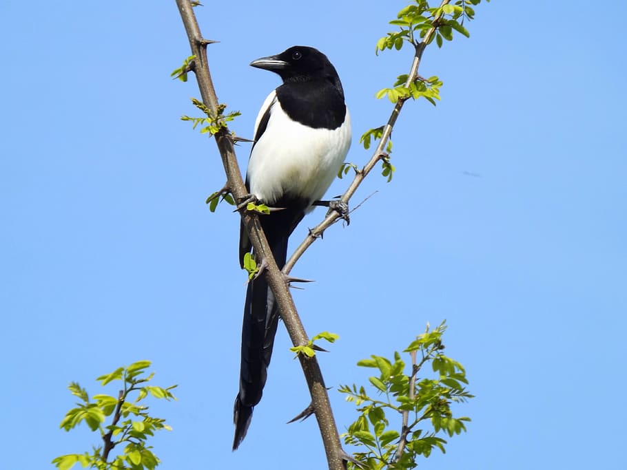 bird, tree, plant, black, white, beak, animal themes, vertebrate HD wallpaper