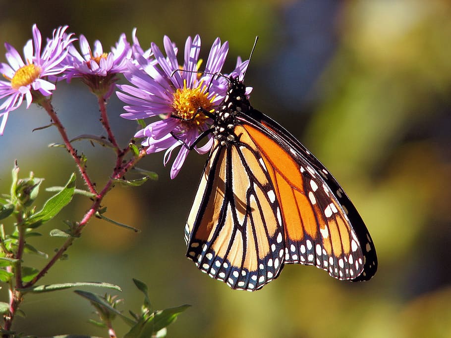 Orange and Black Polka Dot Butterfly Perch on Purple Flower during Daytime HD wallpaper