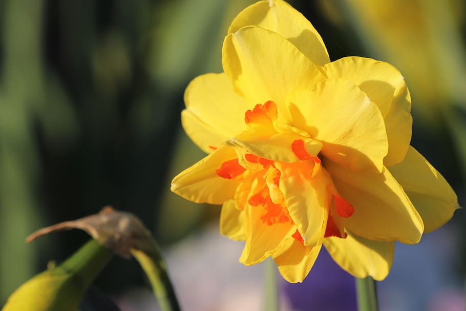 narcissus, spring, flower, yellow, orange, plant, bloom, nature HD wallpaper