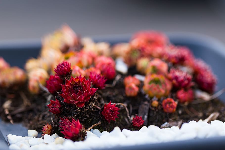 plant, color, red, focus, macro, flower, close-up, freshness HD wallpaper