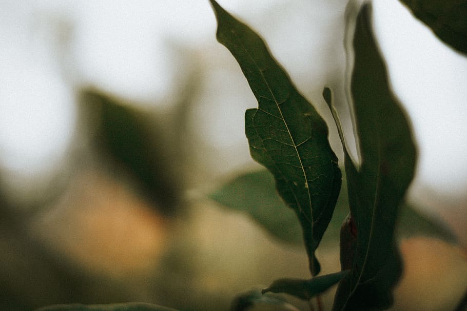leaf, fall, dark, bright, texture, nature, life, plant part HD wallpaper