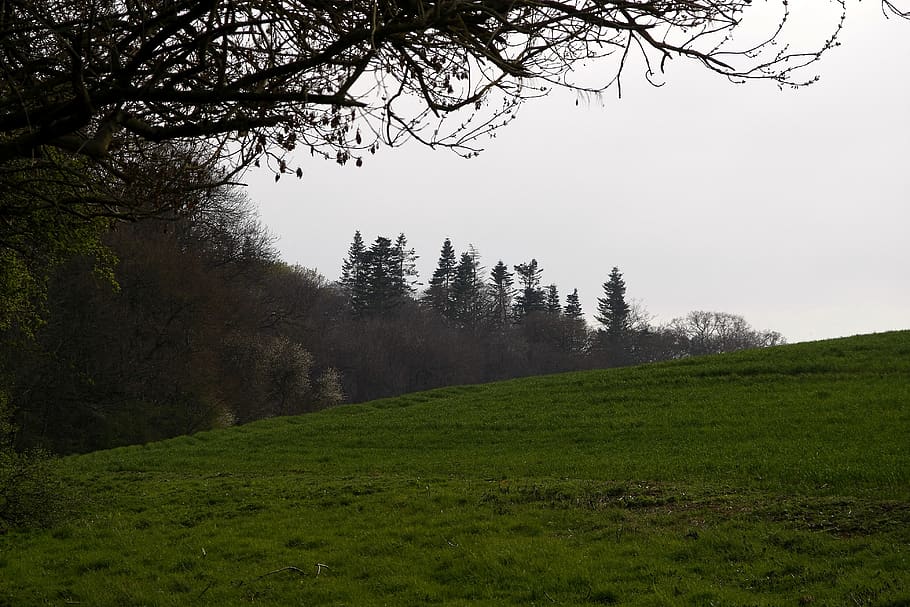 nature, outdoors, field, grassland, plant, tree, countryside HD wallpaper