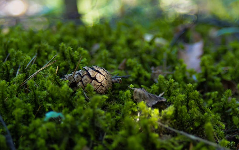 forest, pine cone, moss, nature, macro, animal, animal themes HD wallpaper
