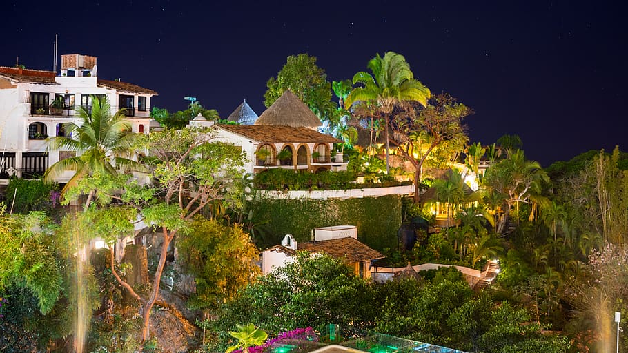 life, jungle, green, fun, star, warm, vacation, summer night HD wallpaper