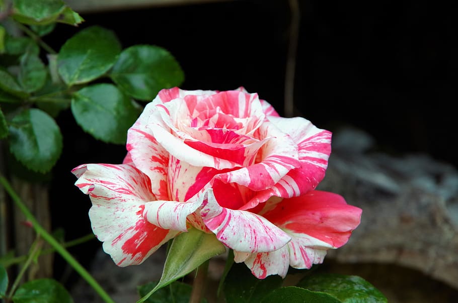 rose, blossom, bloom, floribunda, nature, romantic, marbled HD wallpaper