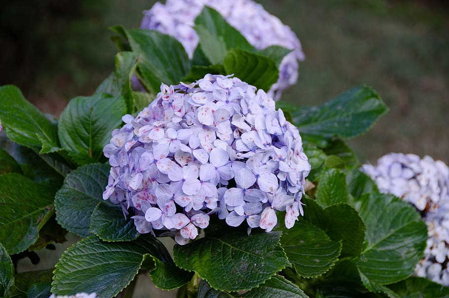 hydrangea, flower, bloom, nature, blue, flora, plant, purple HD wallpaper