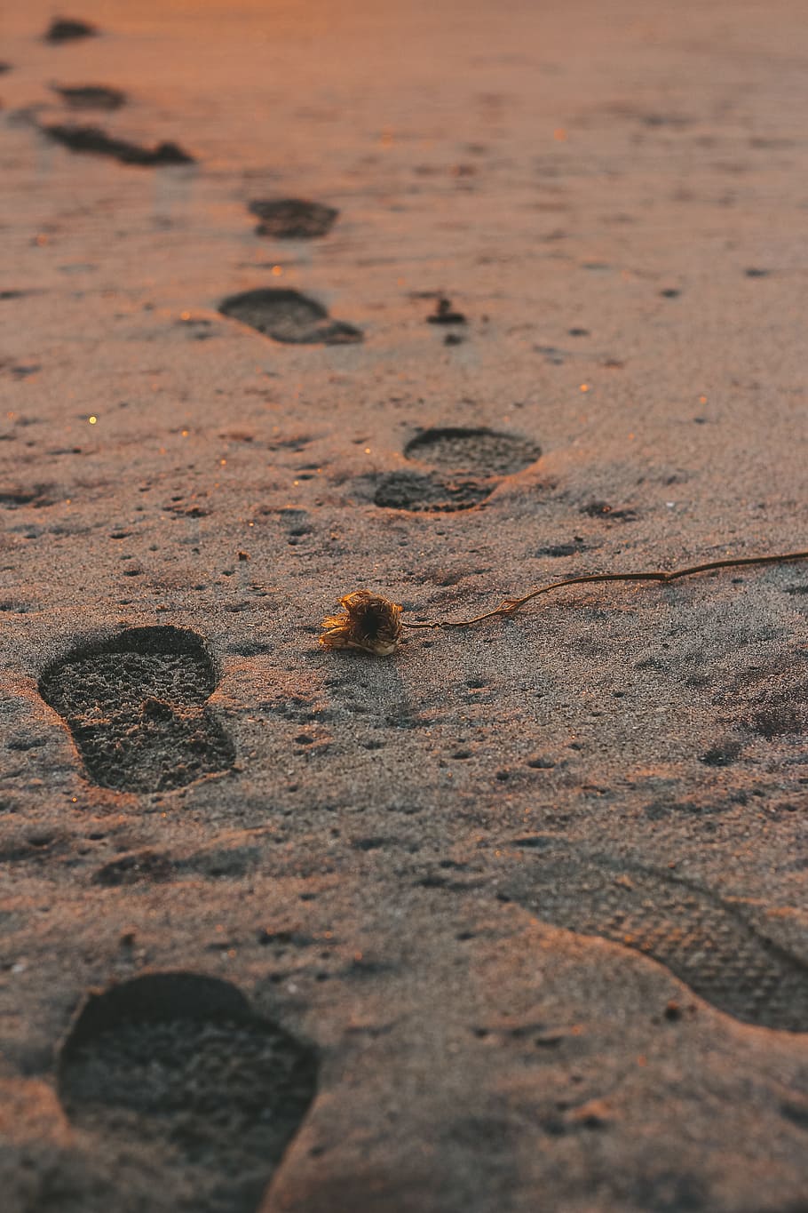 footprints on sand during daytime, beach sunset, moody, californium, HD wallpaper