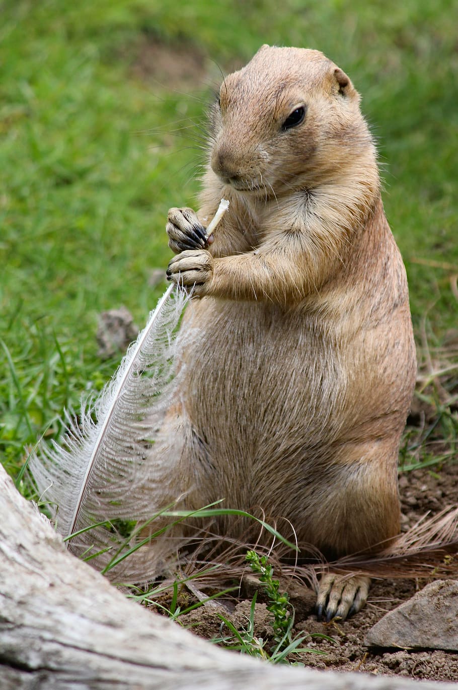 animal wildlife, mammal, one animal, animals in the wild, grass HD wallpaper