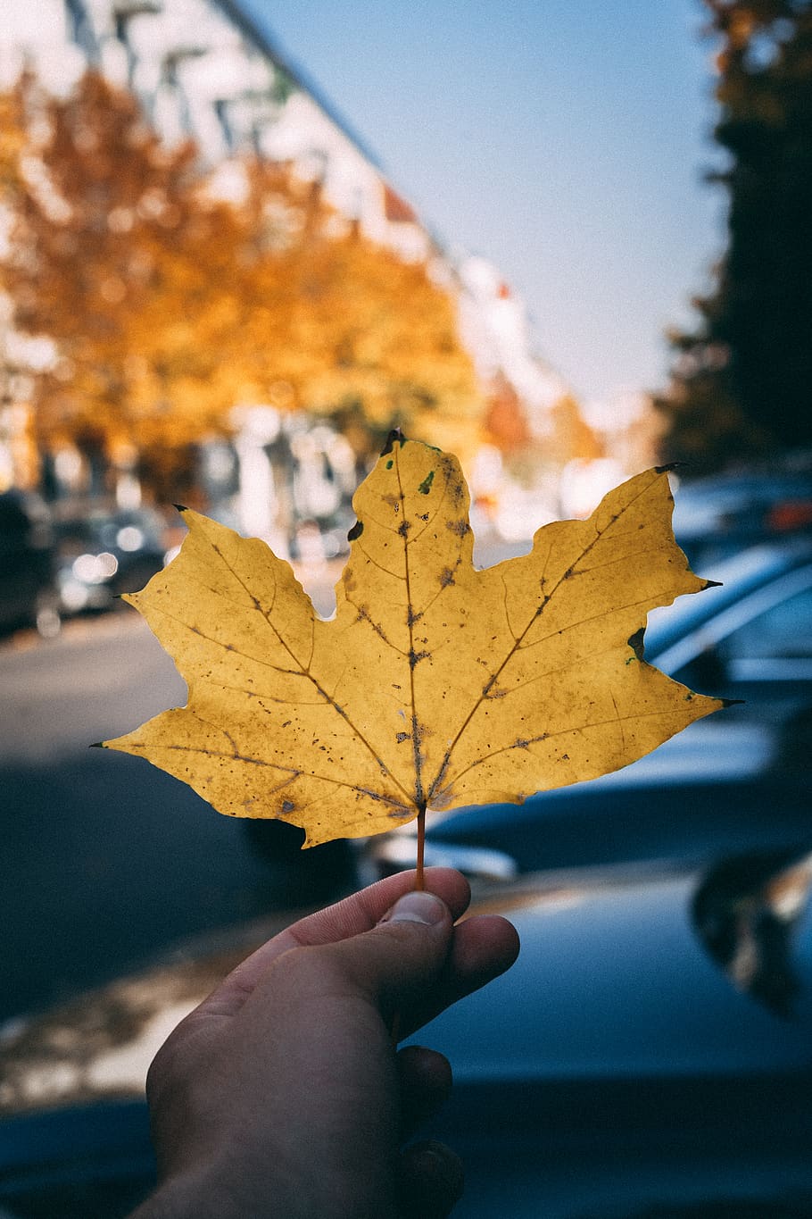 person holding brown leaf, plant, flora, maple leaf, germany HD wallpaper