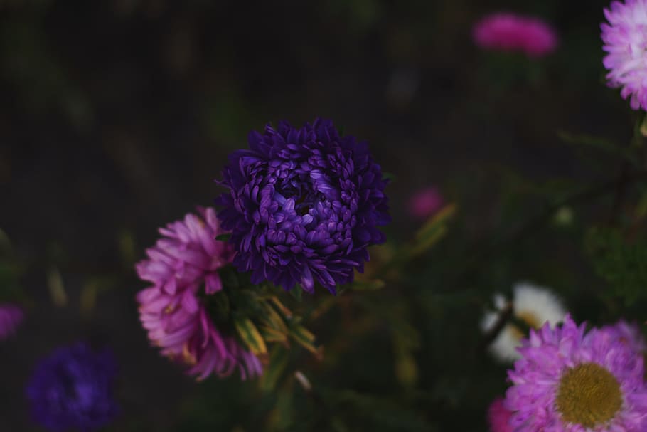 Selective Focus Photography of Pink and Purple Petaled Flowers HD wallpaper