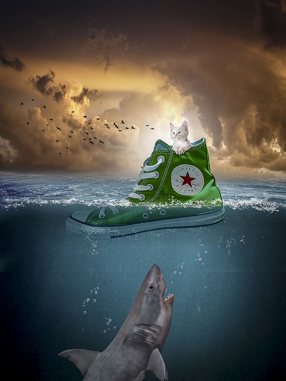 manipulation, cat, shoe, ocean, shark, birds, sea, water, sky HD wallpaper