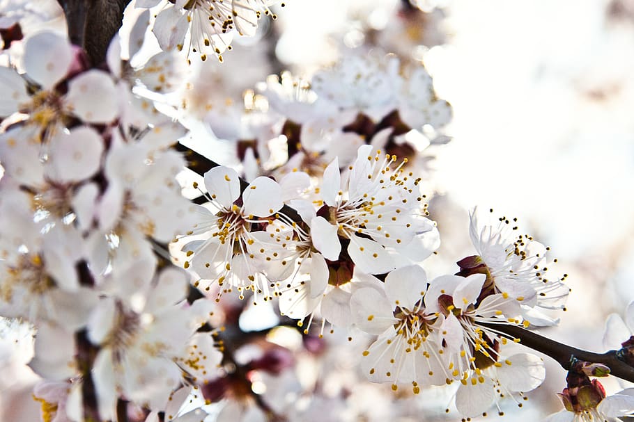 ukraine, mariupol', spring, flower, white, tree, flowering plant HD wallpaper