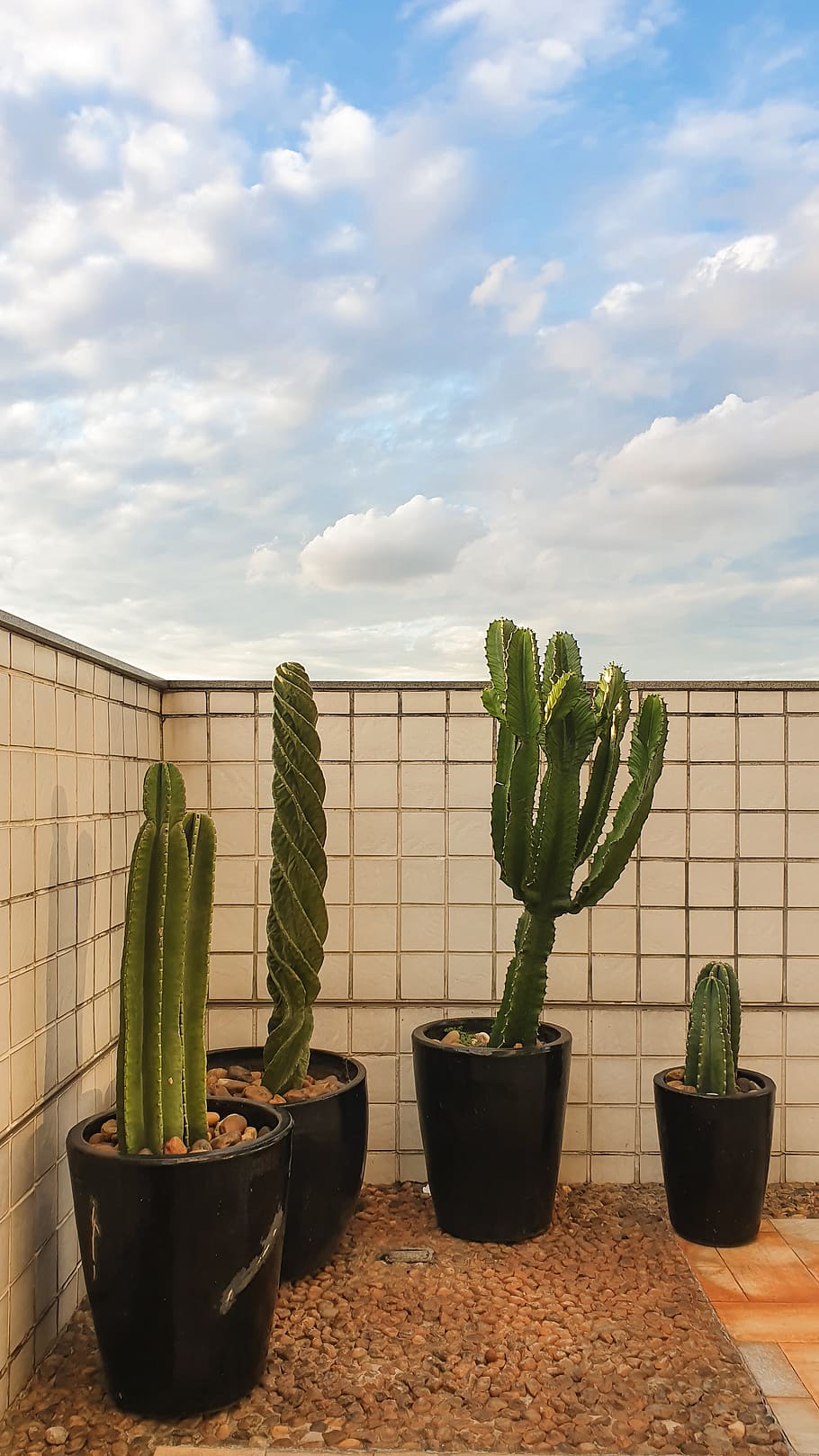 Four Green Cacti on Black Pot, botanical, cactus plants, cactuses HD wallpaper