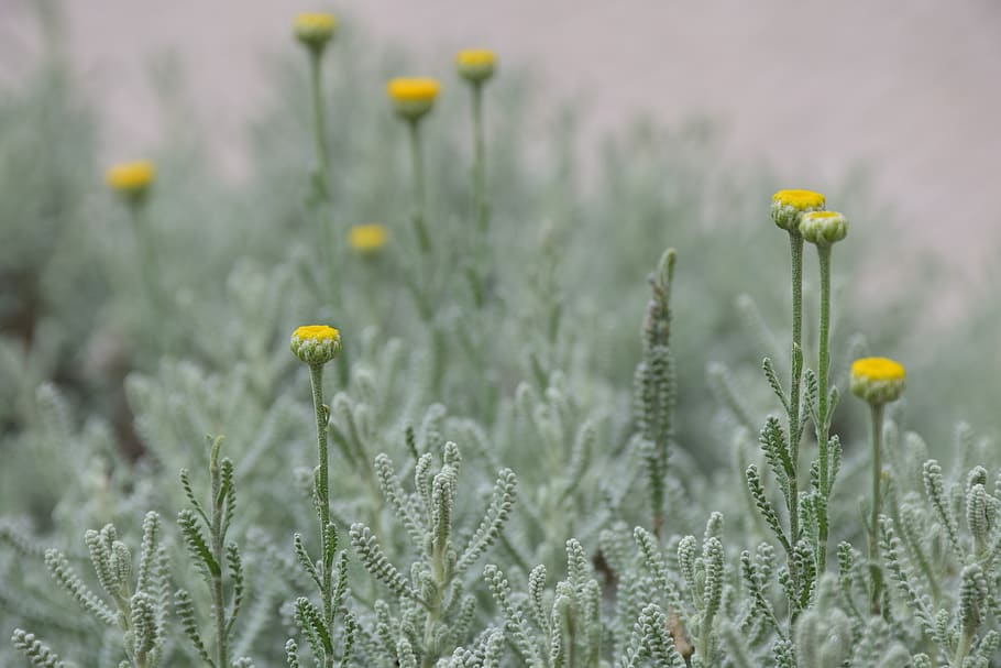 flowers, small, yellow, bloom, nature, blossom, spring, cute HD wallpaper