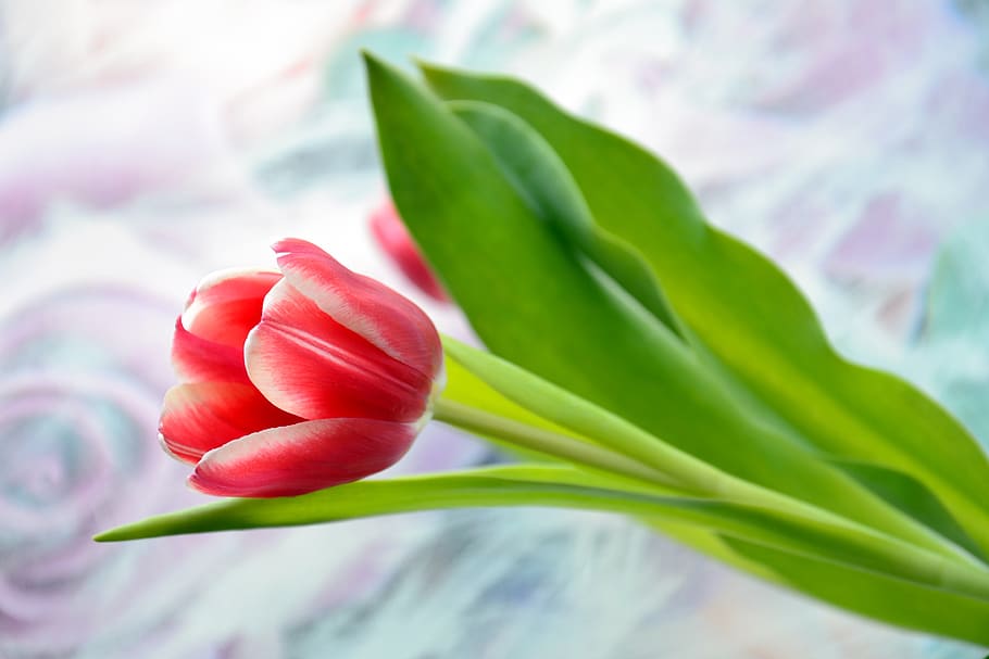 tulip, holiday, flower, spring, red, petals, leaves, green HD wallpaper