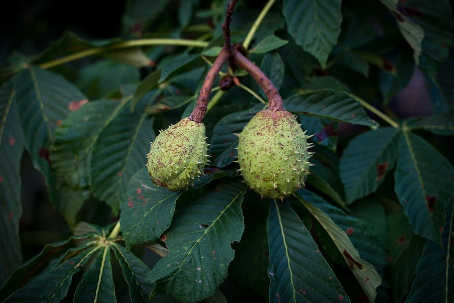 chestnut, chestnut tree, spur, green, growth, leaves, plant HD wallpaper