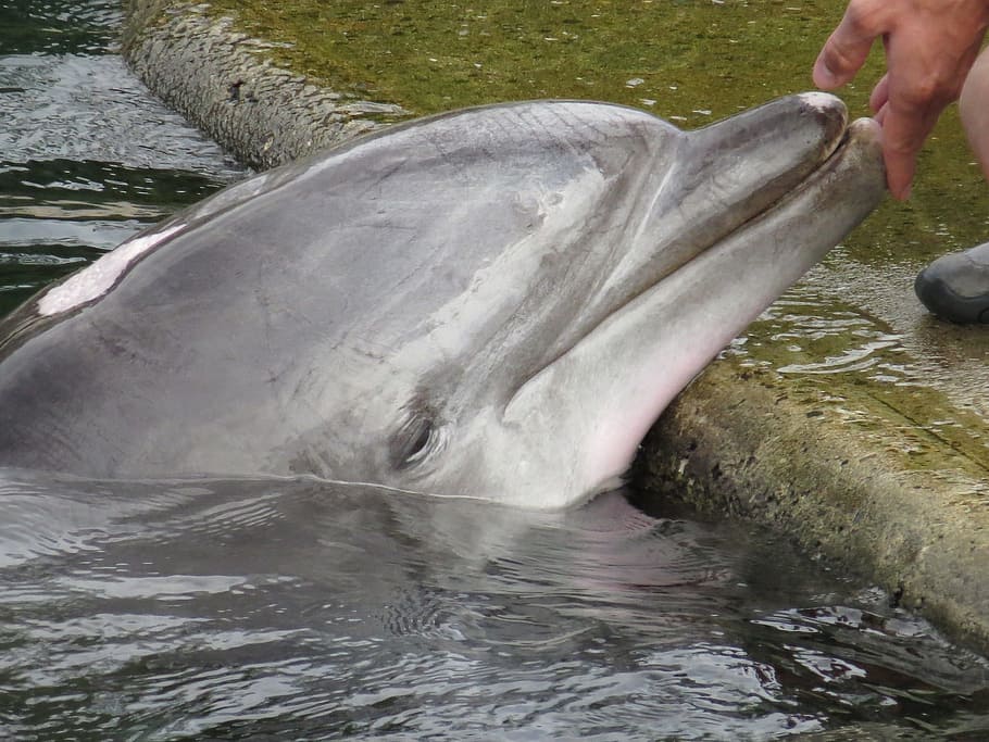 park, dolphin, fish, animal, wild, nature, water, human hand HD wallpaper
