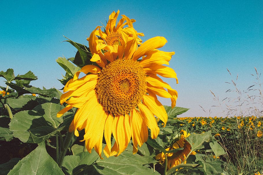 Travel record, yellow, flower, plant, flowering plant, growth HD wallpaper