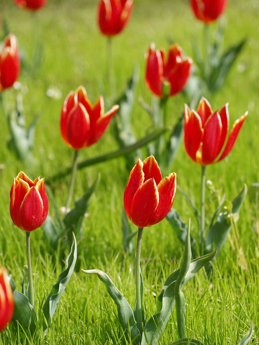 Selective Focus Photography of Red Petaled Flowers, beautiful HD wallpaper