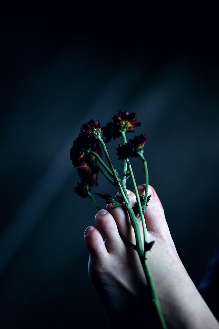 Close-Up Photo of Flowers on a Person's Left Foot, barefoot, beautiful HD wallpaper