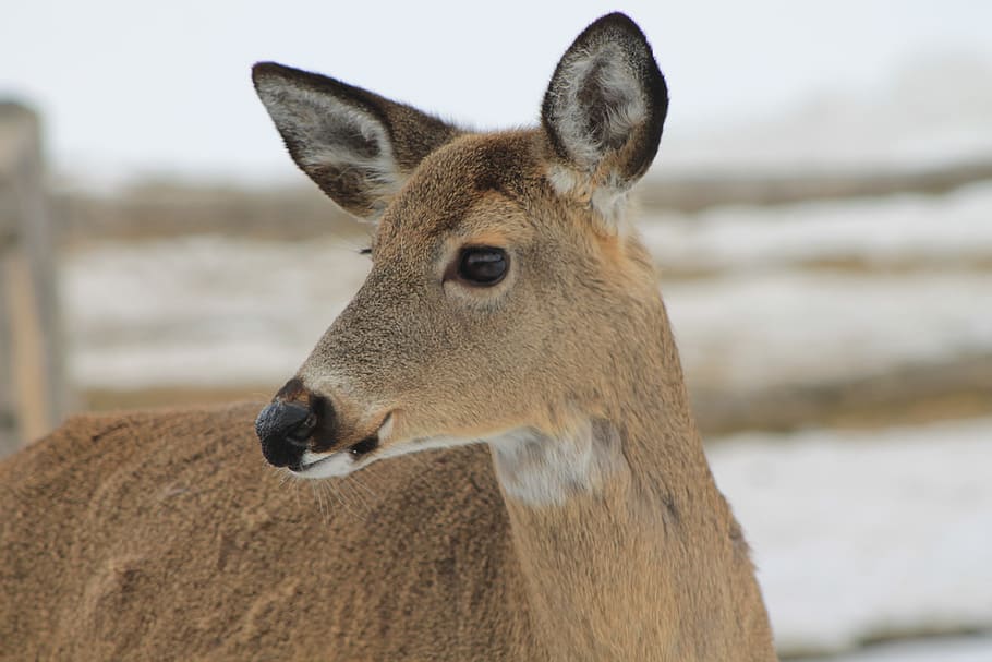 deer, winter, cold, nature, wild, animal themes, one animal HD wallpaper