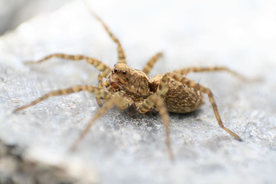 spider, macro, nature, animal themes, one animal, animal wildlife HD wallpaper