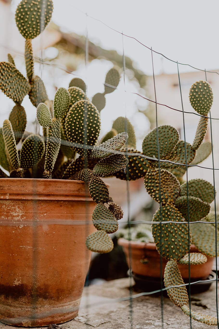 Opuntia in a ceramic pot, cactus, cacti, Prickly pear, plant