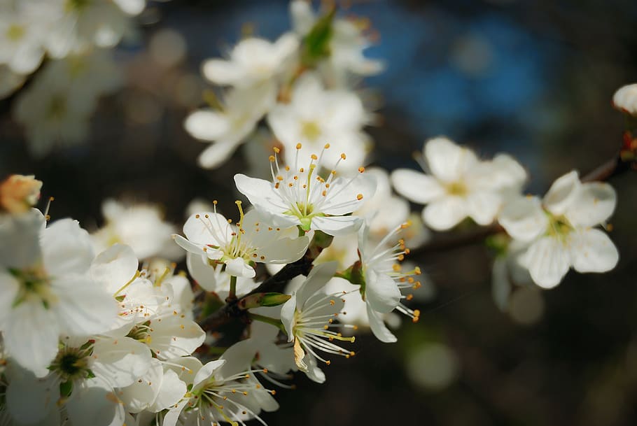 spring, flower, flowers, tree, flowering plant, freshness, fragility HD wallpaper
