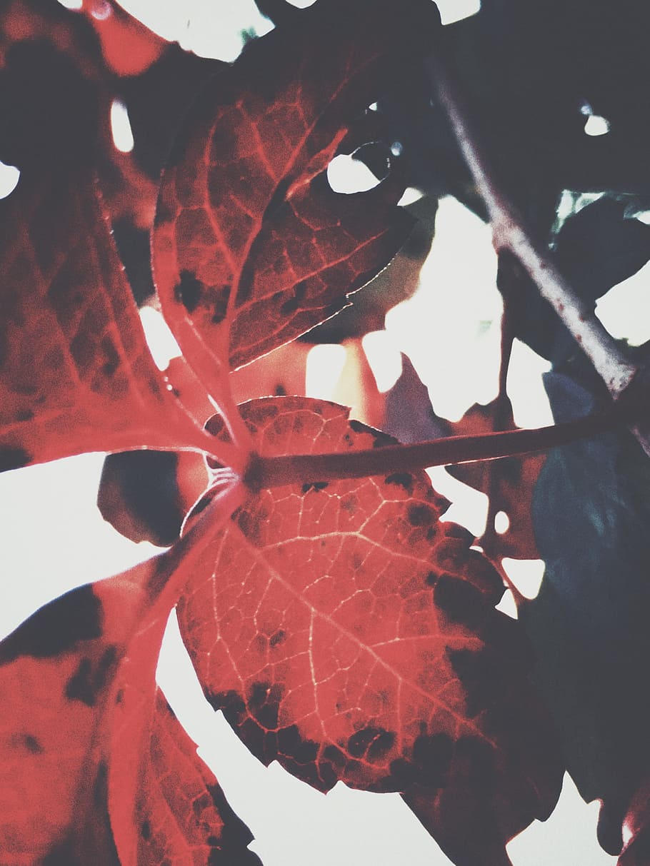 Closeup Photography of Red Leaf, branch, bright, close-up, colors HD wallpaper