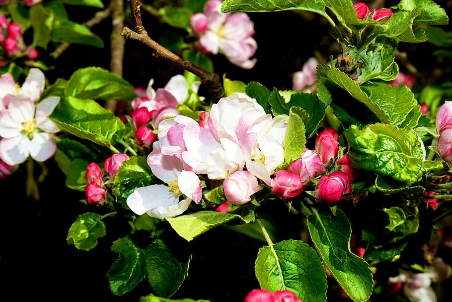 Shallow Focus Photography of Pink Flowers, blur, branches, close-up HD wallpaper