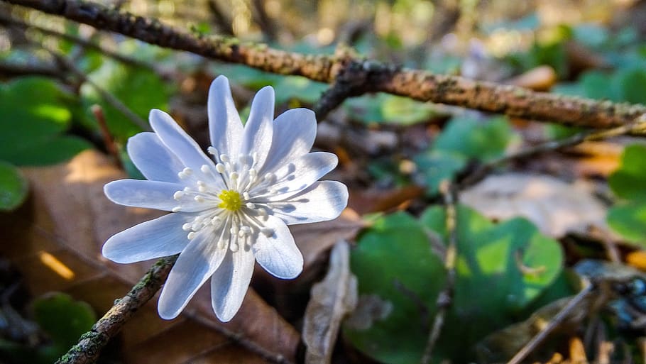 hepatica, liverwort, spring, flower, wildflower, nature, flora HD wallpaper
