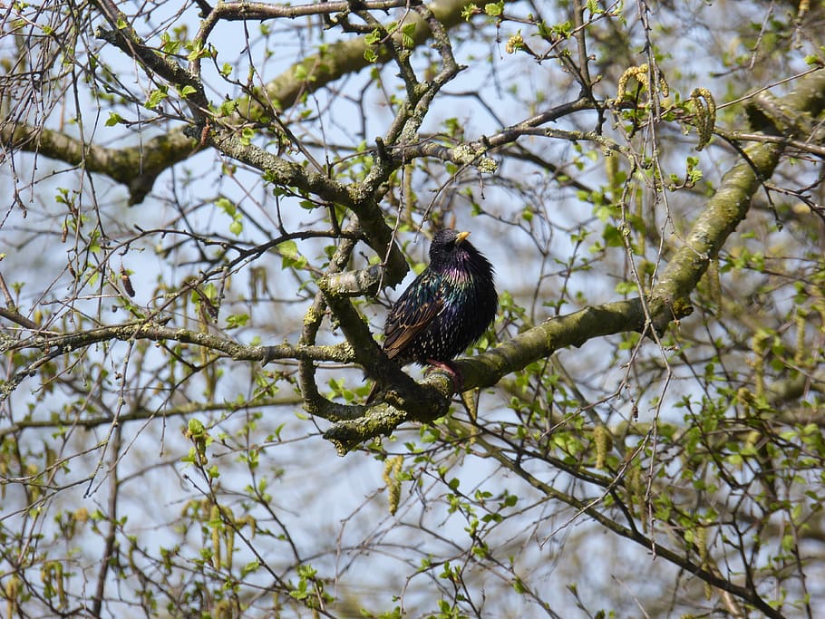 true, songbird, feather, branch, black, animal, nature, animal world HD wallpaper