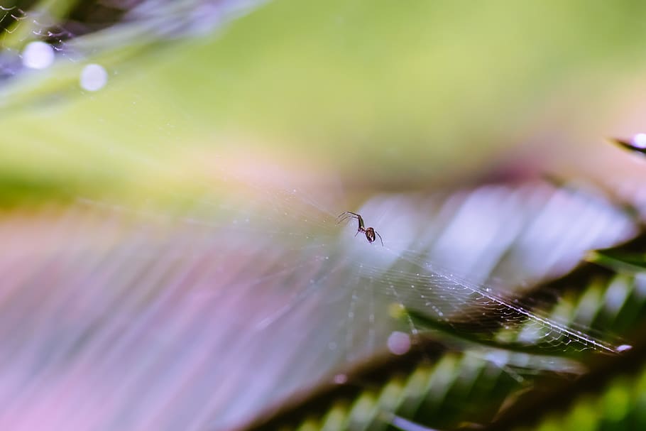 spider, web, nature, macro, micro, insect, aranha, teia, natureza HD wallpaper